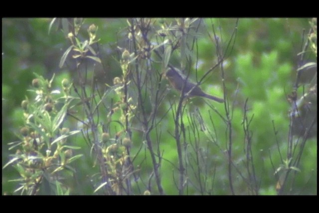 Western Subalpine Warbler - ML201693691