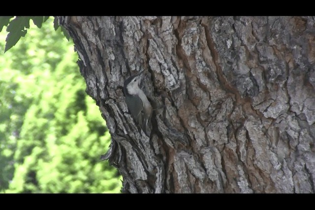 White-breasted Nuthatch (Pacific) - ML201693731