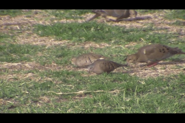 Ruddy Ground Dove - ML201693741