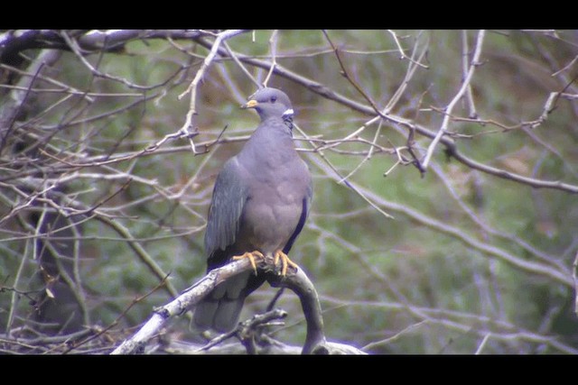 Band-tailed Pigeon (Northern) - ML201693771