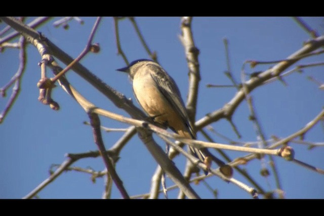 Say's Phoebe - ML201693811