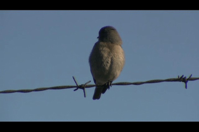 Mountain Bluebird - ML201693861