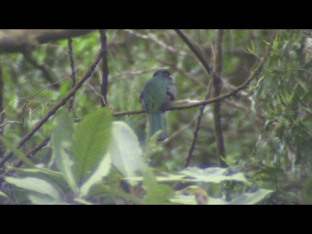 Collared Trogon (Xalapa) - ML201693951