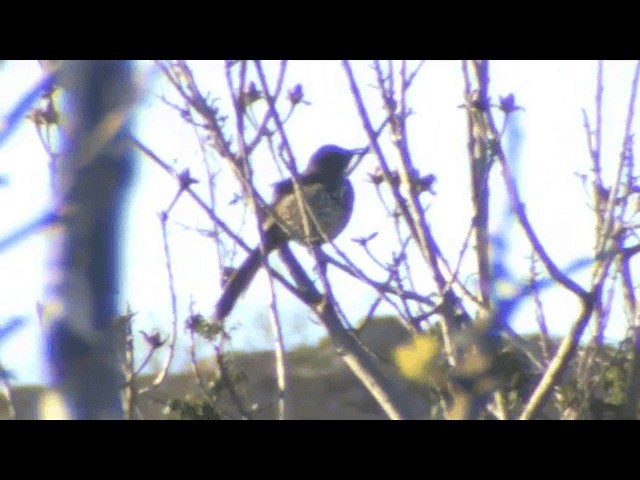 Ocellated Thrasher - ML201693961