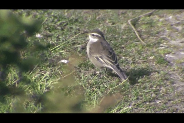 Buff-winged Cinclodes - ML201694011