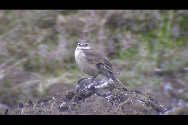 Buff-winged Cinclodes - ML201694021