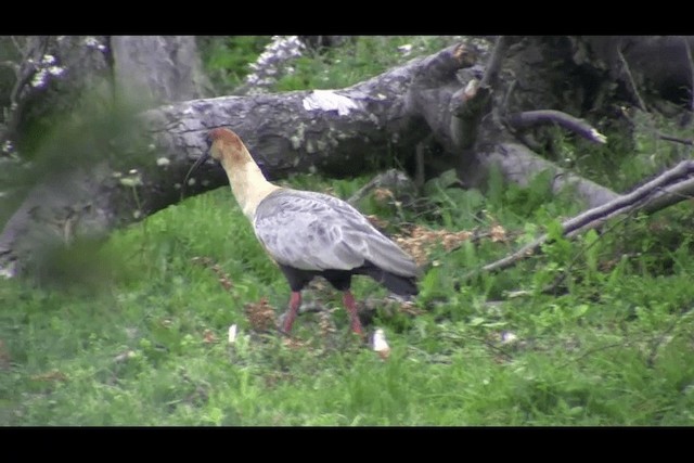 Ibis à face noire - ML201694031