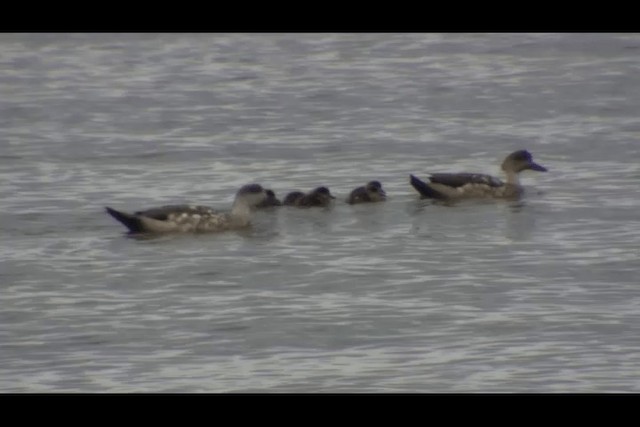 Crested Duck - ML201694091