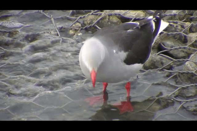 Gaviota Patagona - ML201694111