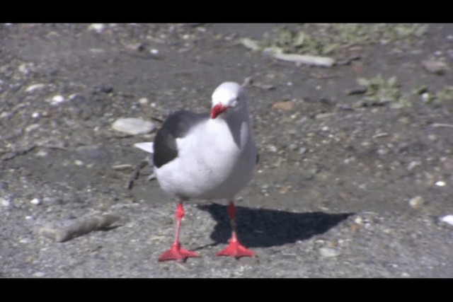 Gaviota Patagona - ML201694121