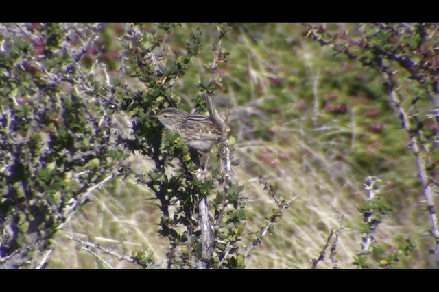 コバシヌマミソサザイ（hornensis／falklandicus） - ML201694141