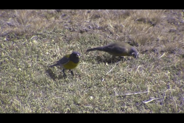 Gray-hooded Sierra Finch - ML201694161