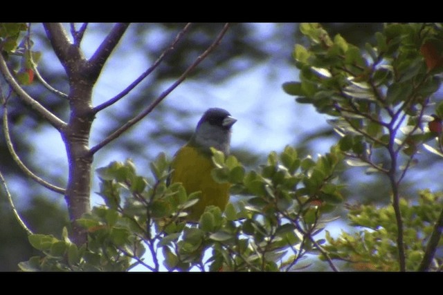 Patagonian Sierra Finch - ML201694211