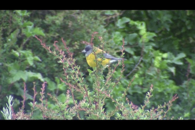 Patagonian Sierra Finch - ML201694221