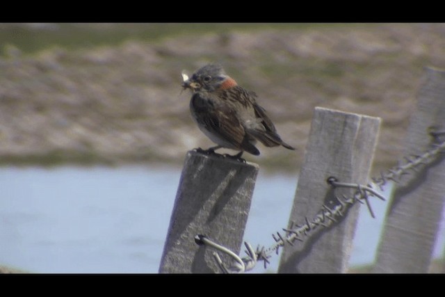 Rufous-collared Sparrow (Patagonian) - ML201694271