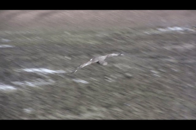 Southern Giant-Petrel - ML201694281