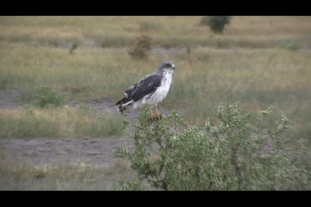 káně proměnlivá (ssp. polyosoma) - ML201694311