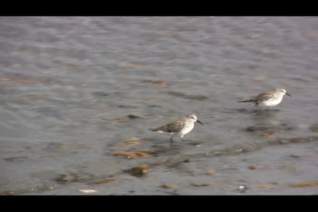 Weißbürzel-Strandläufer - ML201694321