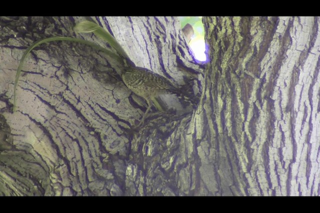 Troglodyte des cactus (groupe brunneicapillus) - ML201694391