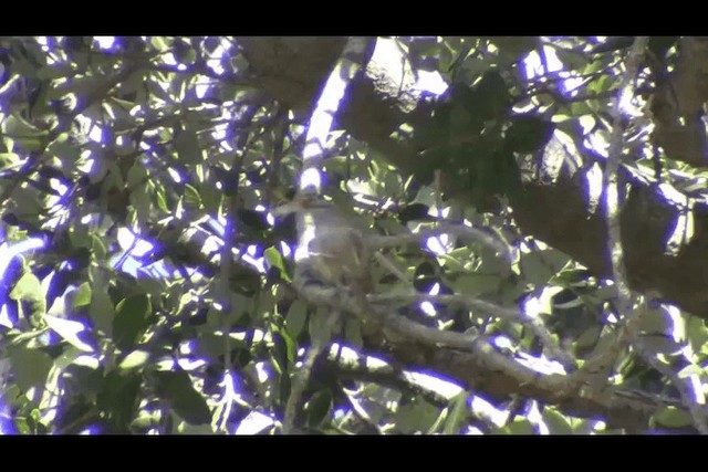 Hutton's Vireo - ML201694421