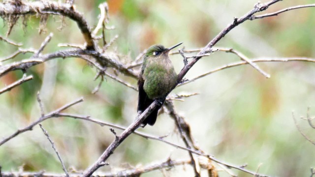 Schuppenbauch-Glanzschwänzchen - ML201694491