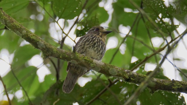 Black-streaked Puffbird - ML201694511