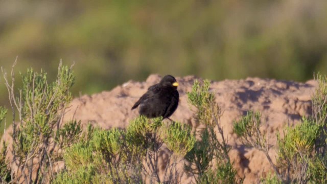 Mourning Sierra Finch (Blackish) - ML201694541