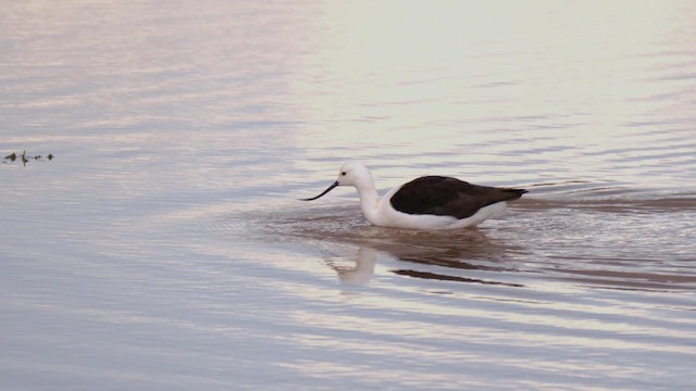 Avocette des Andes - ML201694551