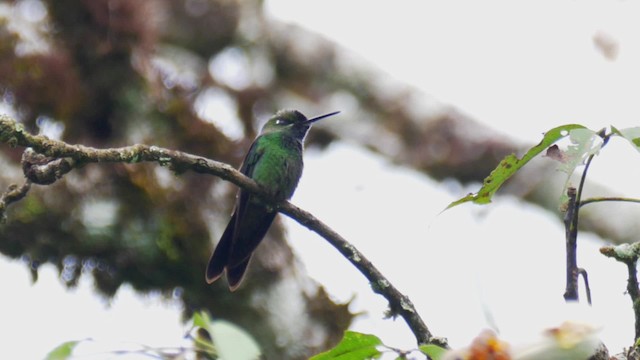 kolibřík fialovočelý - ML201694561