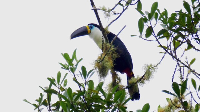 Channel-billed Toucan (Yellow-ridged) - ML201694571