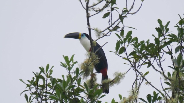 Channel-billed Toucan (Yellow-ridged) - ML201694581