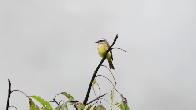 Golden-crowned Flycatcher - ML201694591