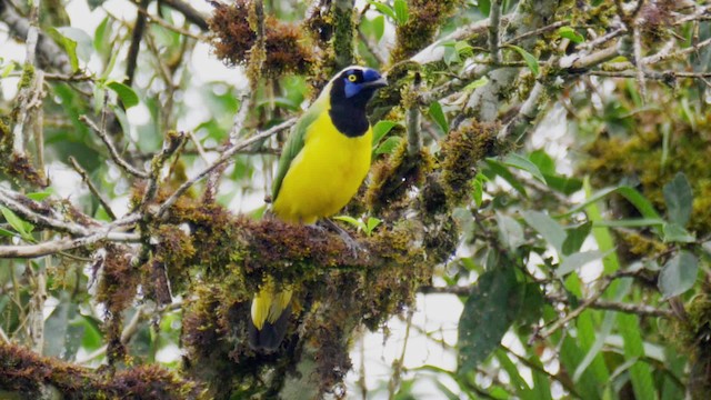 Green Jay (Inca) - ML201694611