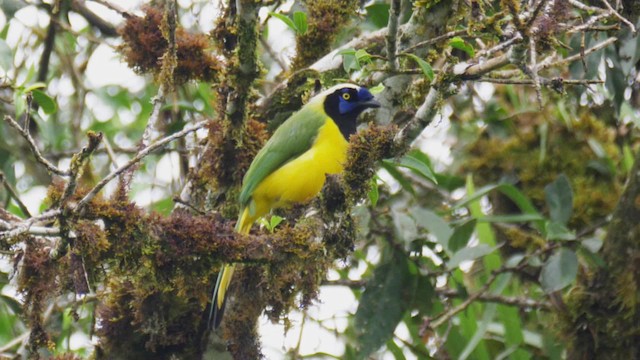 Green Jay (Inca) - ML201694621