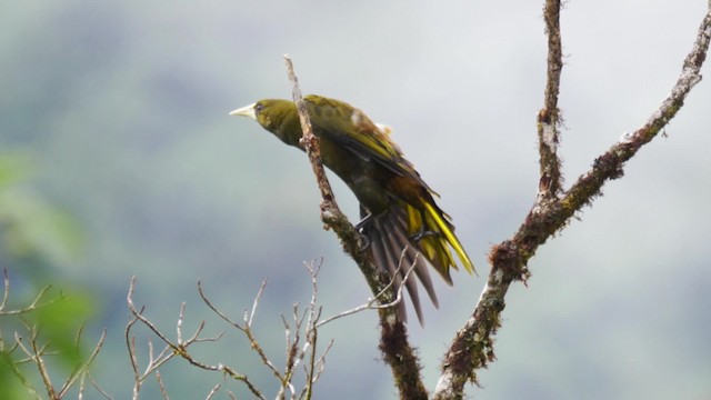 Dusky-green Oropendola - ML201694631