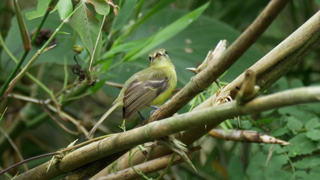 Yellow Tyrannulet - ML201694671