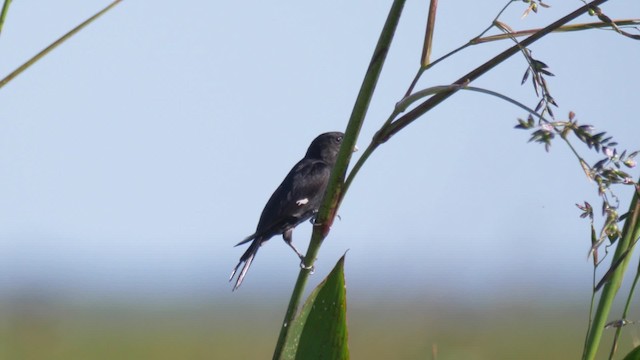 Large-billed Seed-Finch - ML201694711