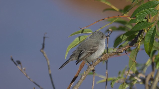 Sooty Tyrannulet - ML201694731