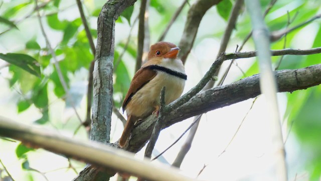 Collared Puffbird - ML201694741