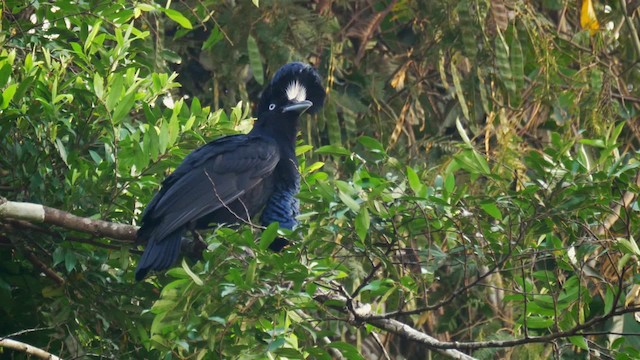 Амазонская зонтичная птица - ML201694751