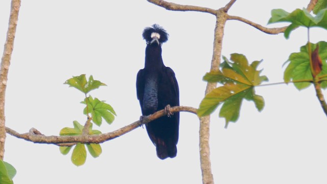 Амазонская зонтичная птица - ML201694761