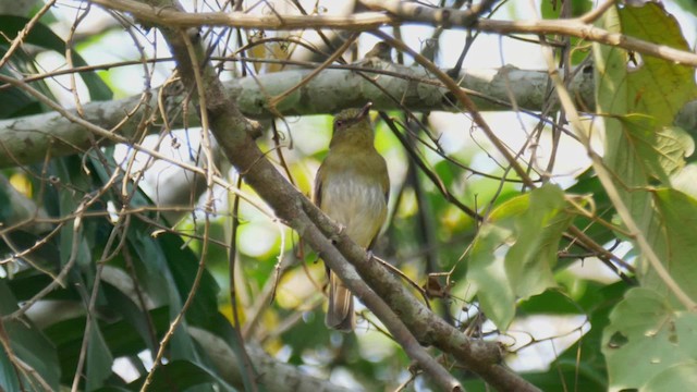 Gelbbürzel-Attilatyrann (spadiceus/uropygiatus) - ML201694791