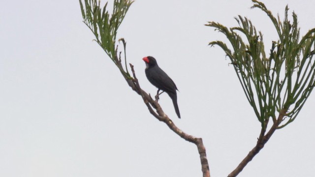 Slate-colored Grosbeak - ML201694801