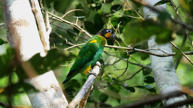 Orange-cheeked Parrot - ML201694821