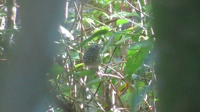 Dusky-tailed Antbird - ML201694861