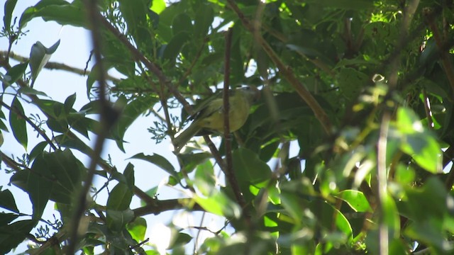 Rufous-crowned Greenlet - ML201694871