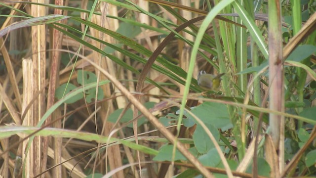 Paruline à couronne dorée (hypoleucus) - ML201694881