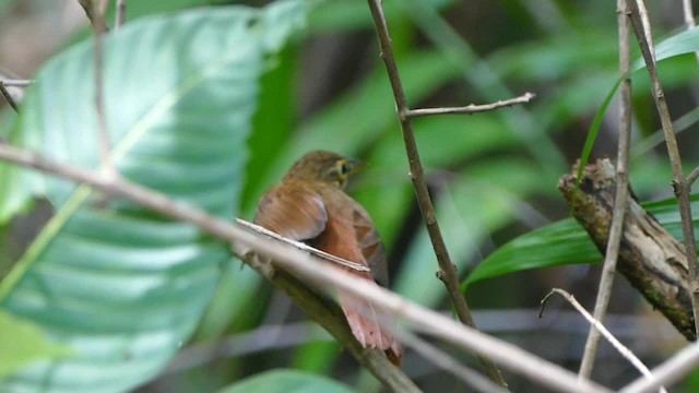 Chiriqui Foliage-gleaner - ML201694971