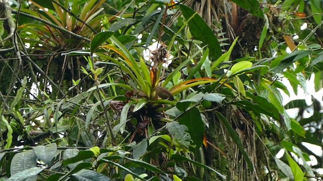 Anabate de Lawrence - ML201694981