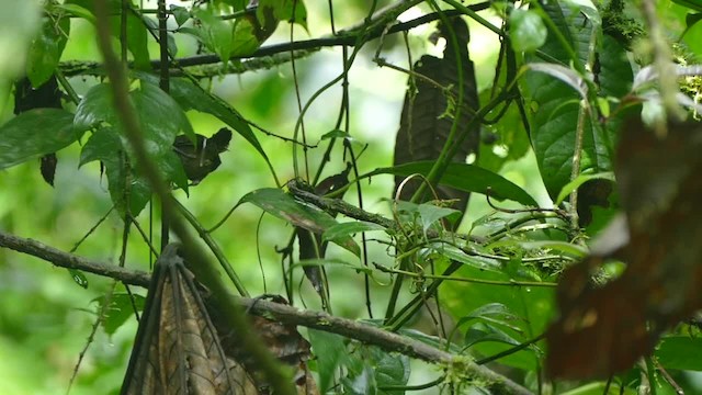 Stripe-breasted Wren - ML201694991